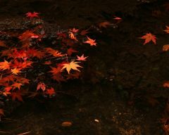 Tapeta Nature Beautiful Autumn 108.jpg